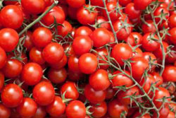 Danish organic food - Tomatoes